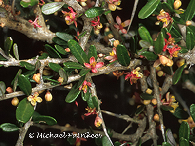 Allthorn Goatbush (Castela texana)